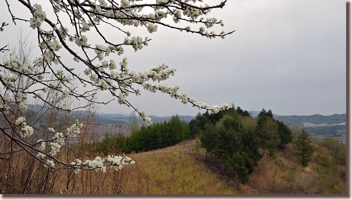 18.5.2嫩芽初上落叶松——北国之春