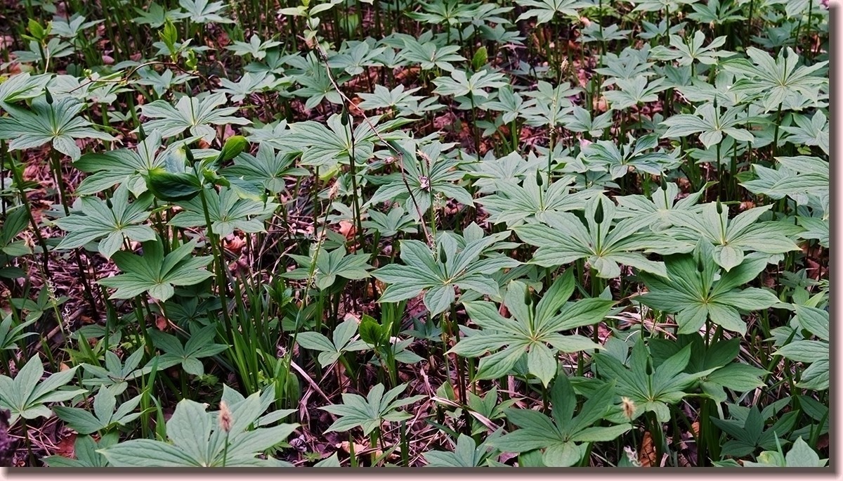 18.5.2嫩芽初上落叶松——北国之春