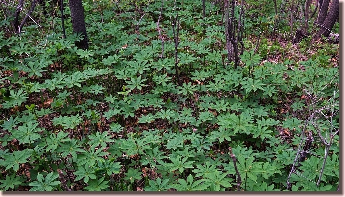 18.5.2嫩芽初上落叶松——北国之春