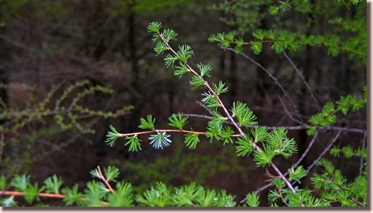 18.5.2嫩芽初上落叶松——北国之春