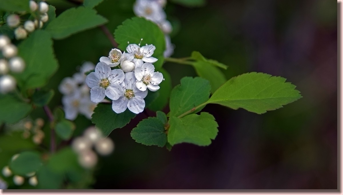 18.5.2嫩芽初上落叶松——北国之春