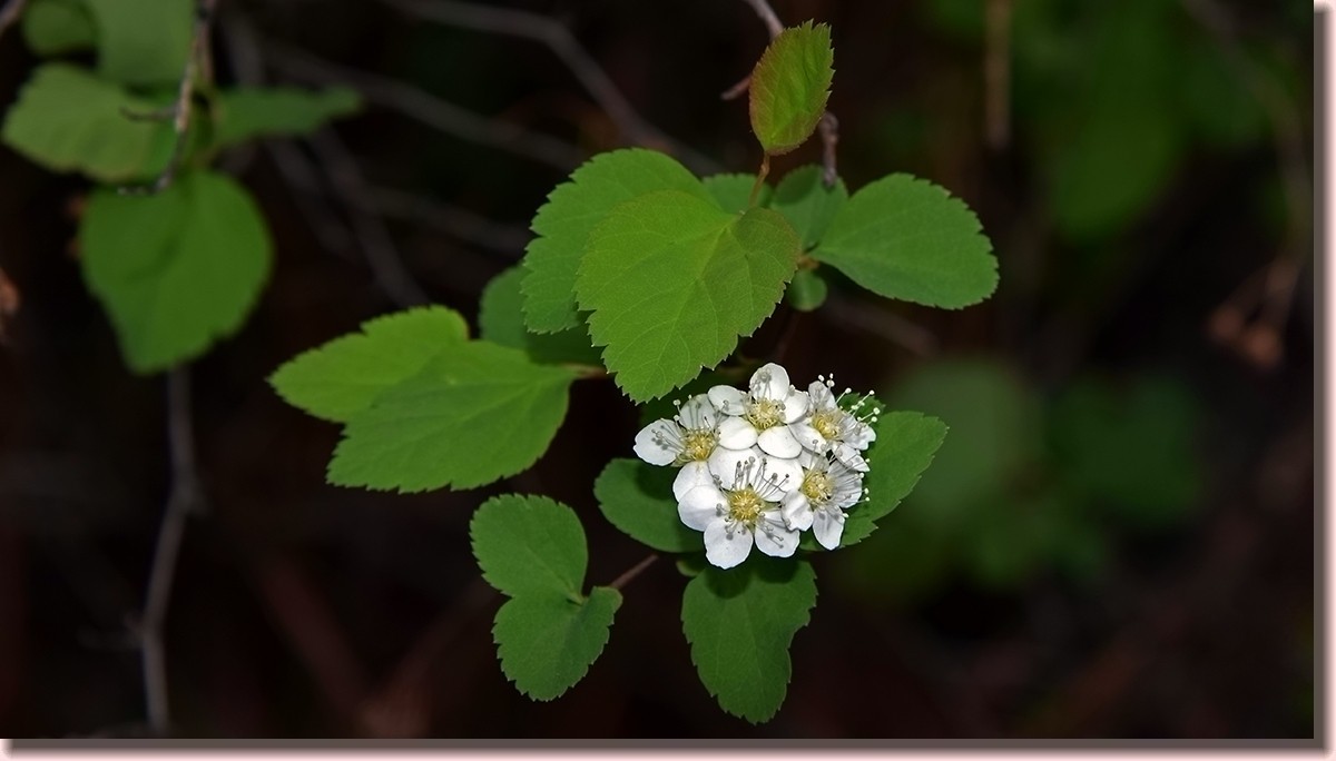 18.5.2嫩芽初上落叶松——北国之春