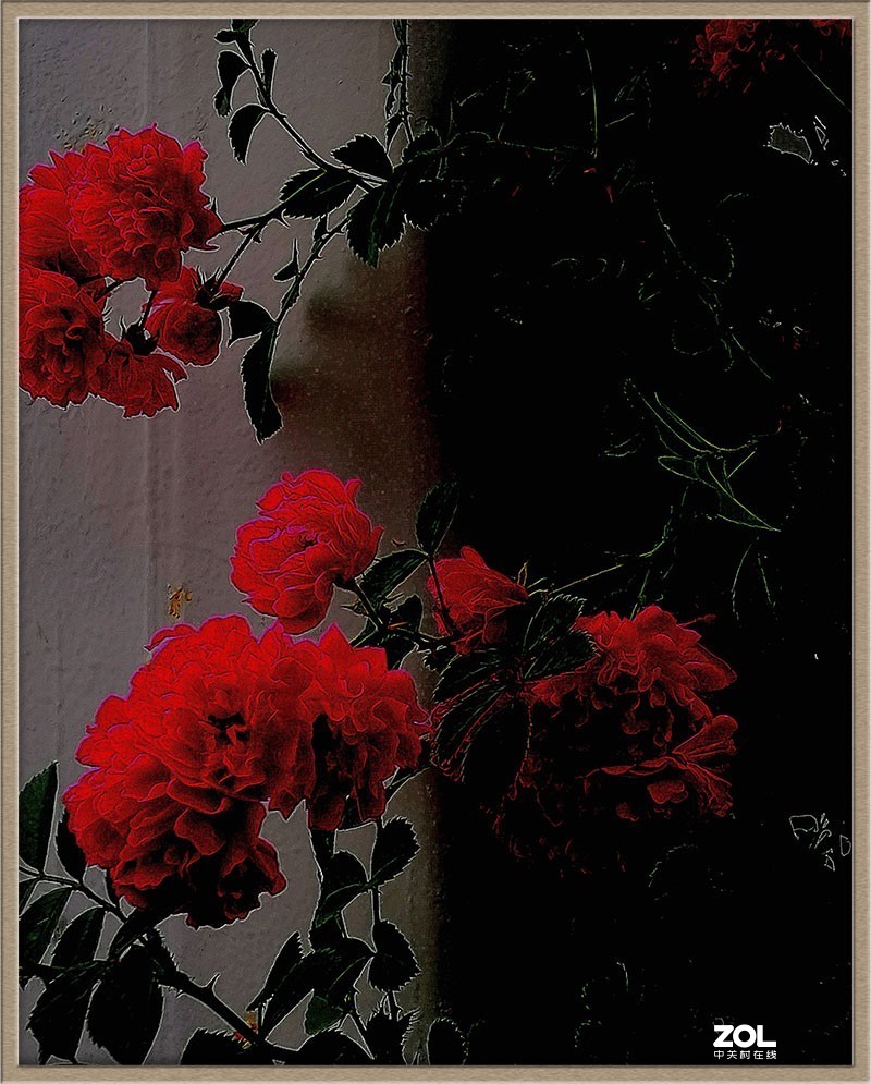 蔷薇花一组