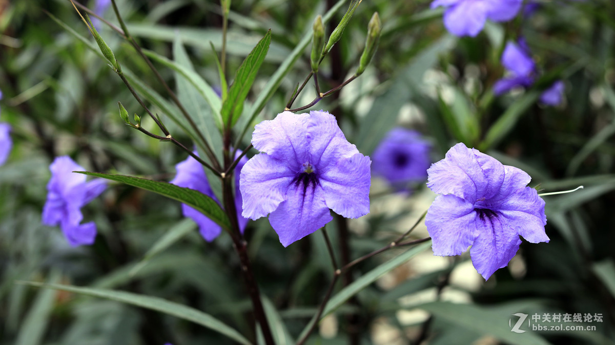 新手试机，佳能750D  镜头 小痰盂 EF 50mm F/1.8 STM