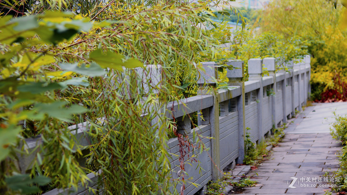 新手试机，佳能750D  镜头 小痰盂 EF 50mm F/1.8 STM