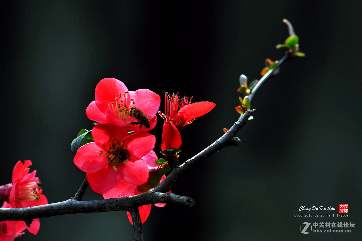 #版主坐堂#小五星空(中国)2016年2月精品荟萃