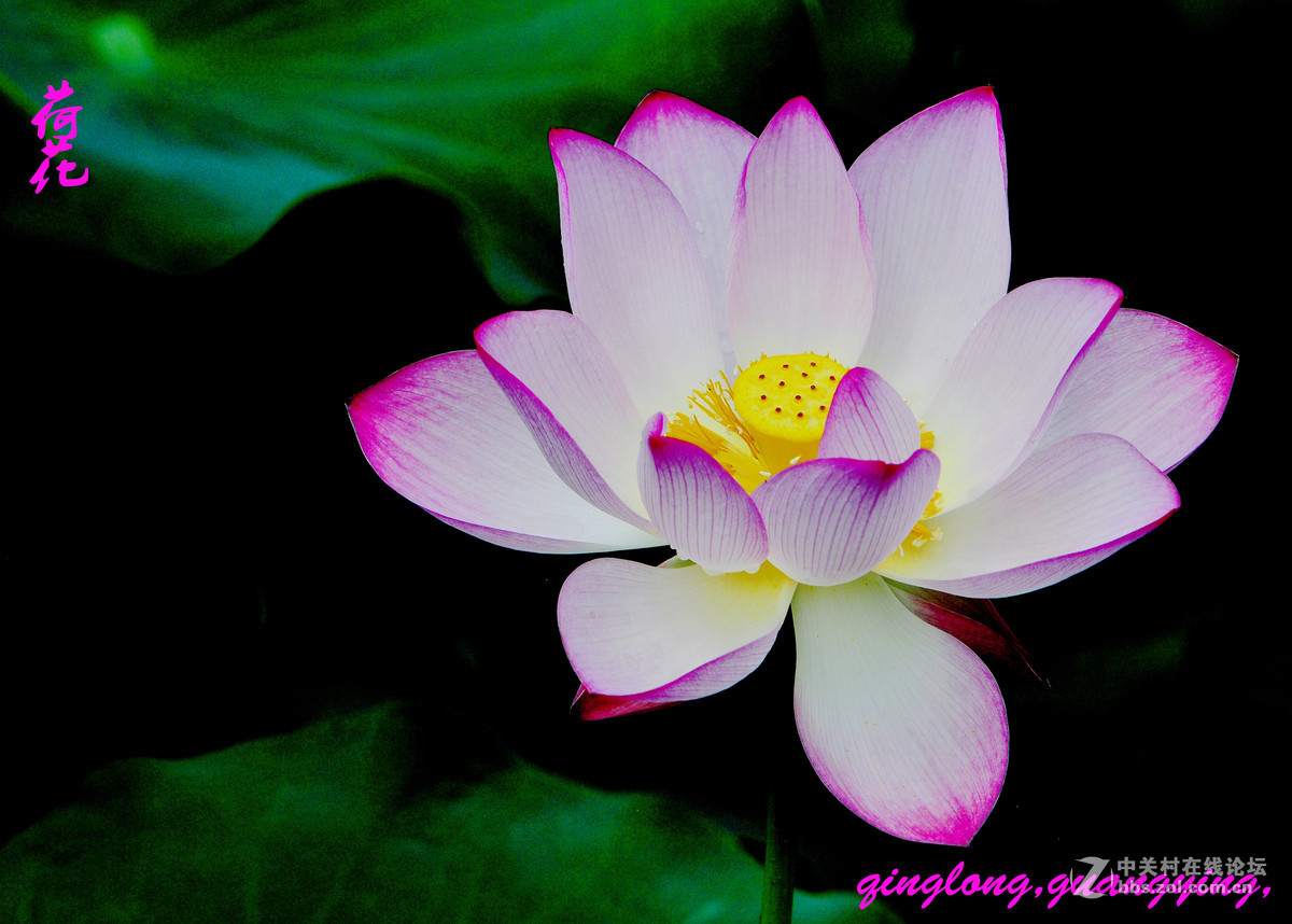 尼康荷花摄影，