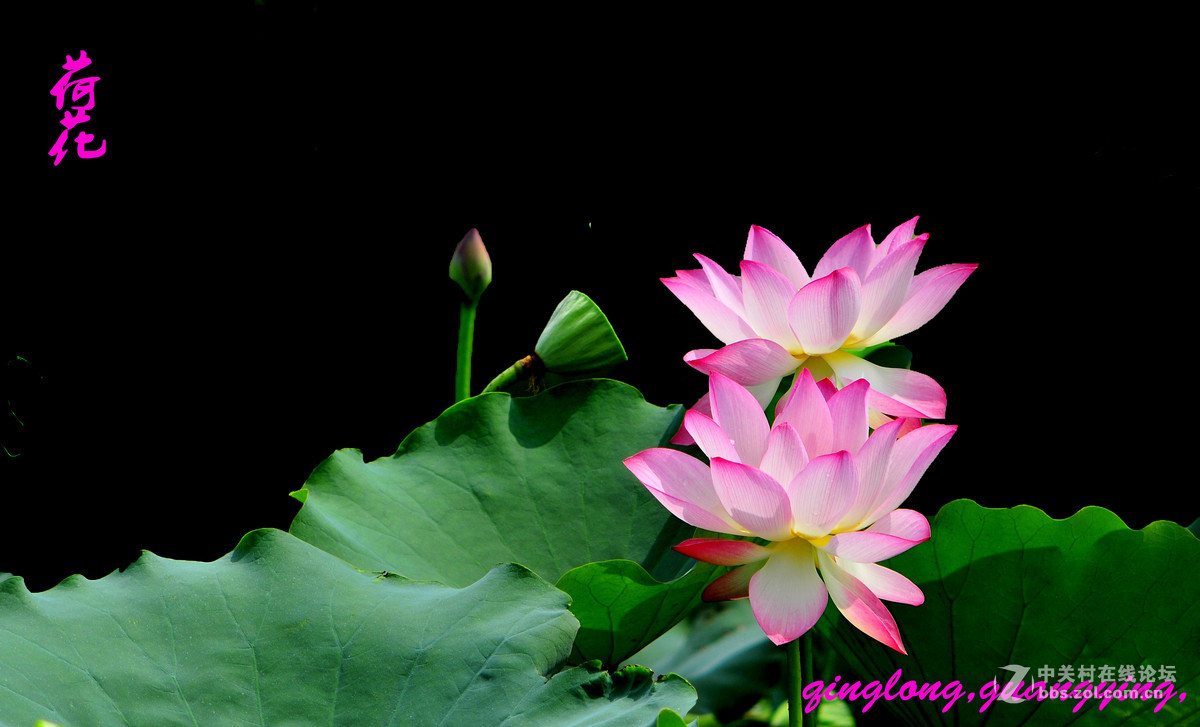 尼康荷花摄影，