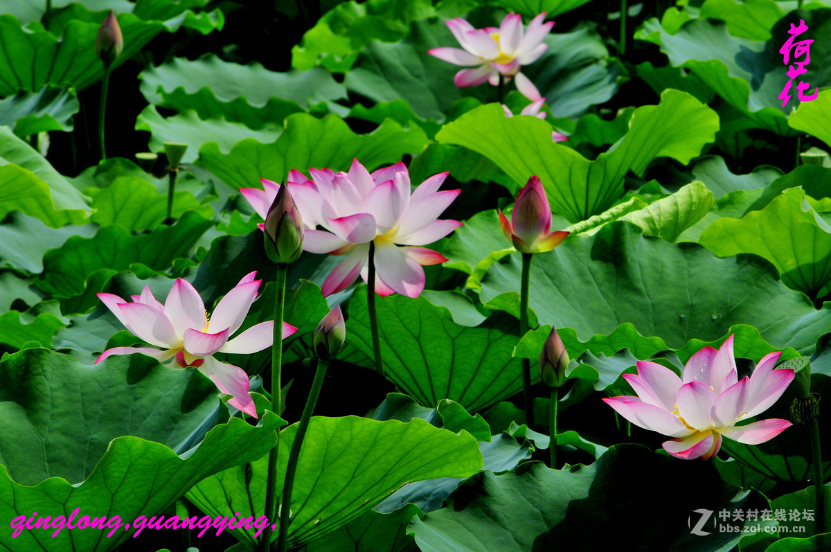 尼康荷花摄影，