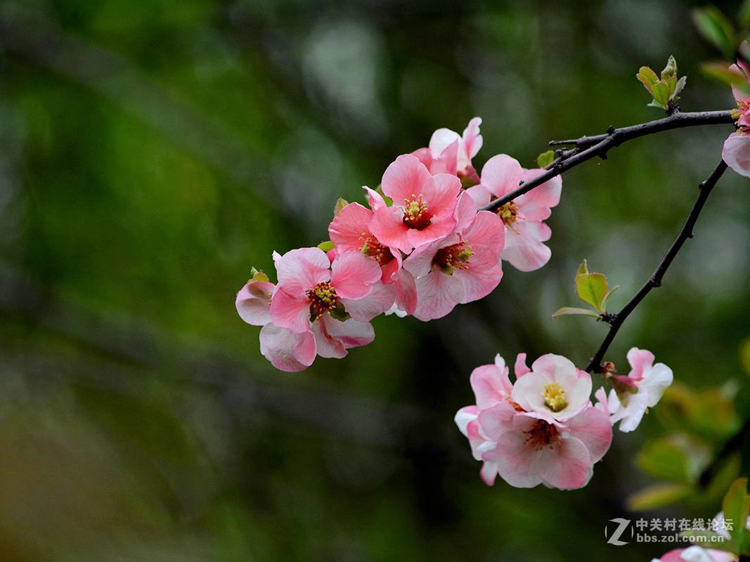 海棠花2