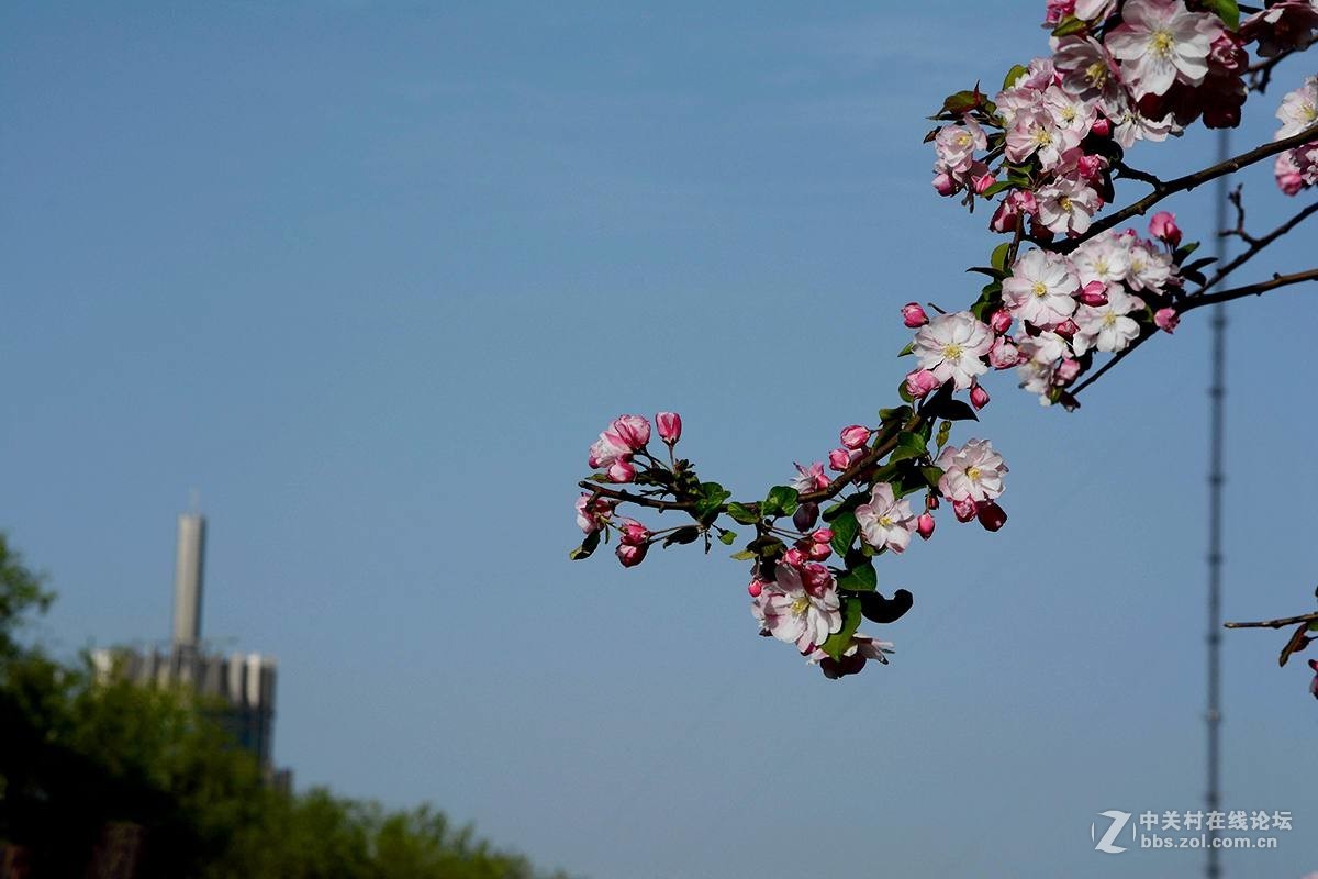 海棠花2