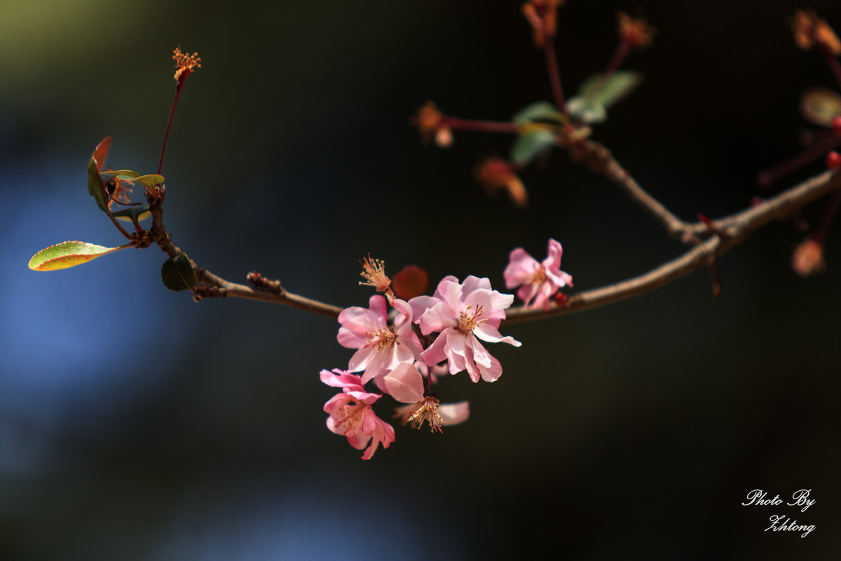 花季