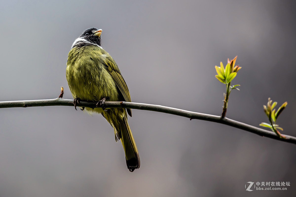 #佳能月赛-与佳能一起去踏青#+龙潭大峡谷寻春（2）