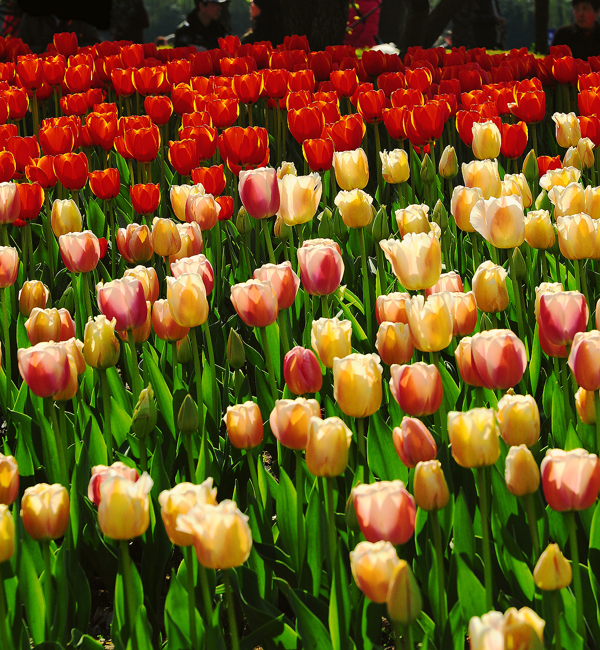 上海大宁公园郁金香花展和老年摄影爱好者们