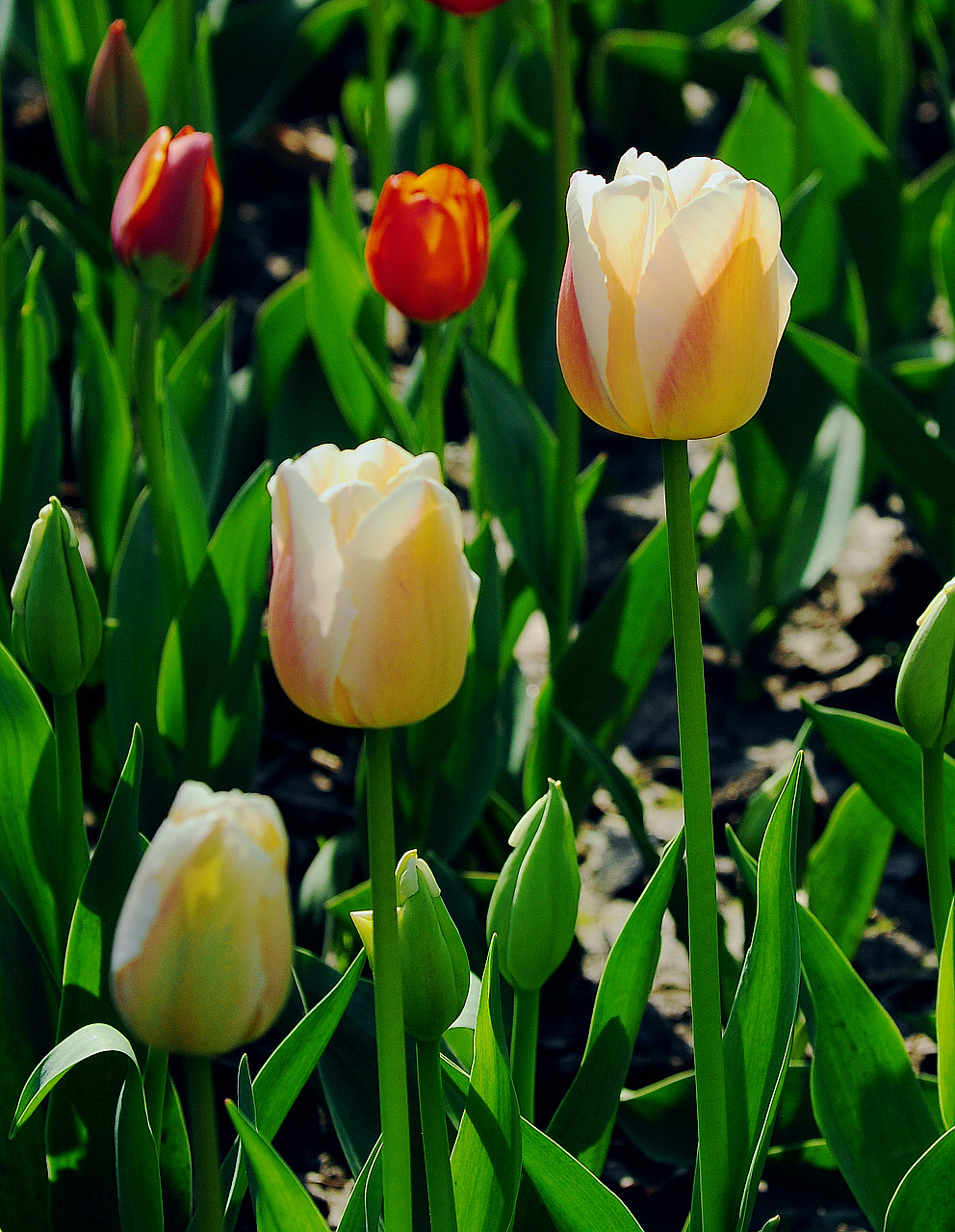 上海大宁公园郁金香花展和老年摄影爱好者们