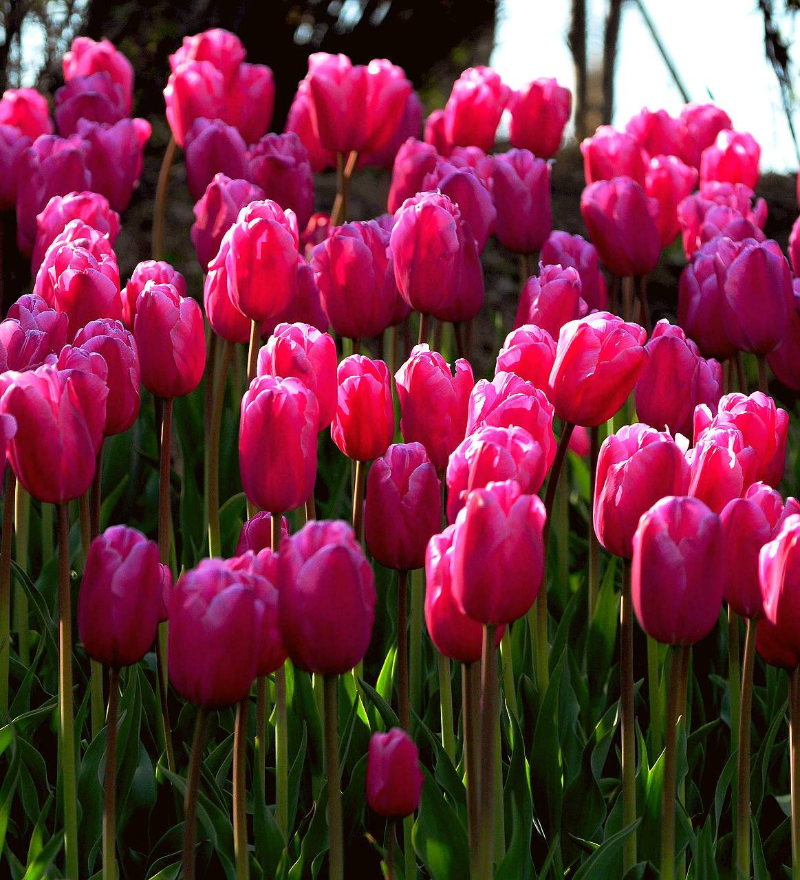 上海大宁公园郁金香花展和老年摄影爱好者们