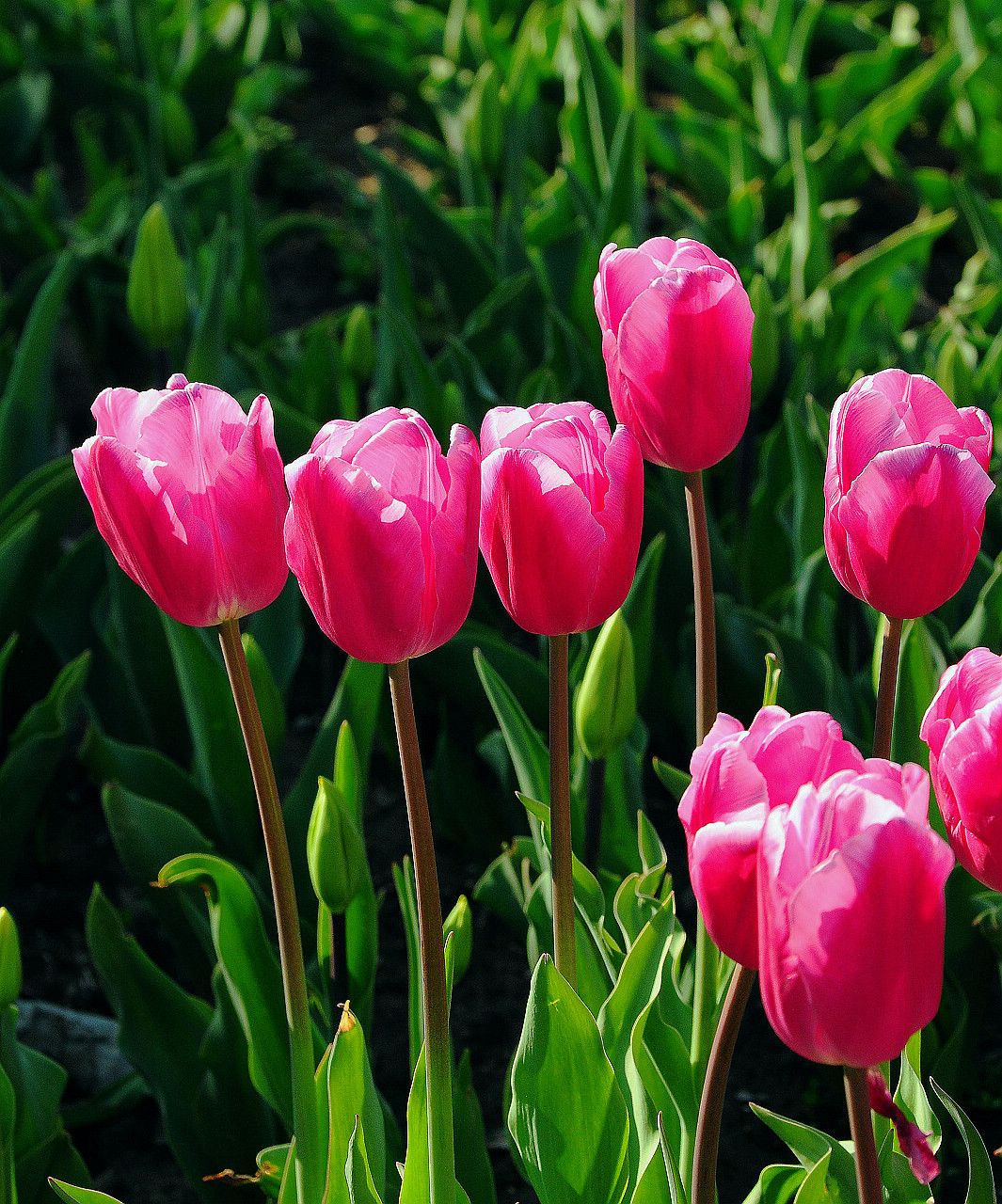 上海大宁公园郁金香花展和老年摄影爱好者们