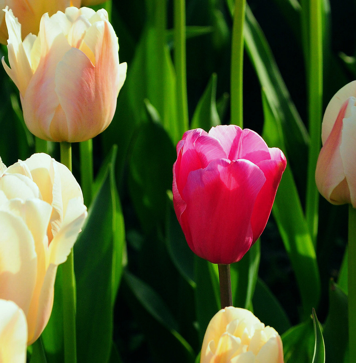 上海大宁公园郁金香花展和老年摄影爱好者们