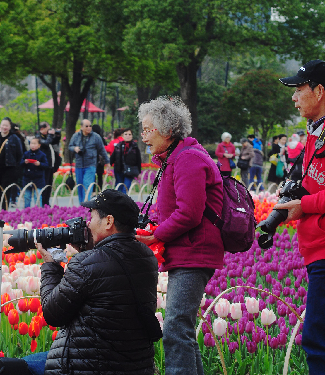 上海大宁公园郁金香花展和老年摄影爱好者们