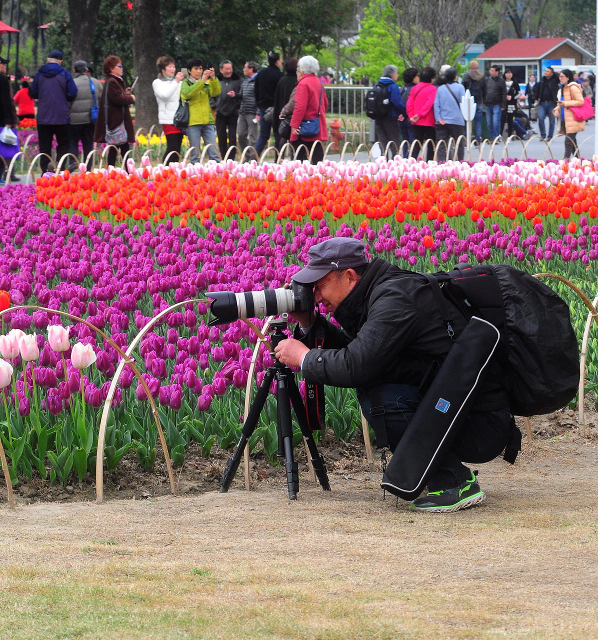 上海大宁公园郁金香花展和老年摄影爱好者们