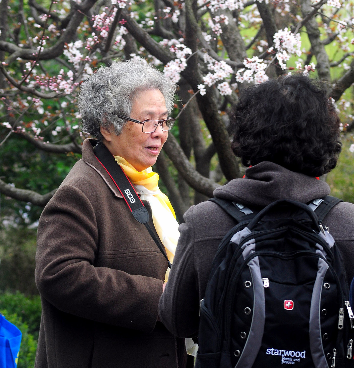 上海大宁公园郁金香花展和老年摄影爱好者们