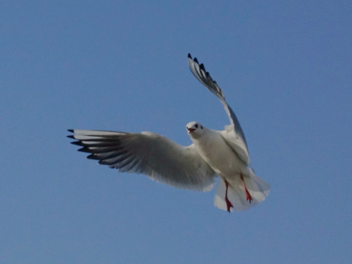 天津刘庄桥海鸥