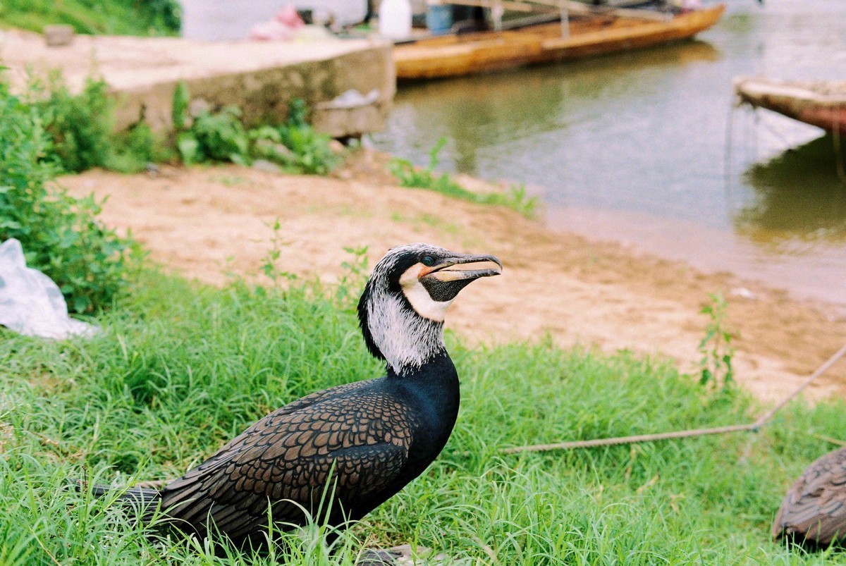 八十年代的宾得胶片机试片