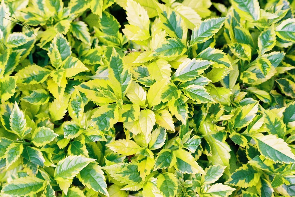 八十年代的宾得胶片机试片