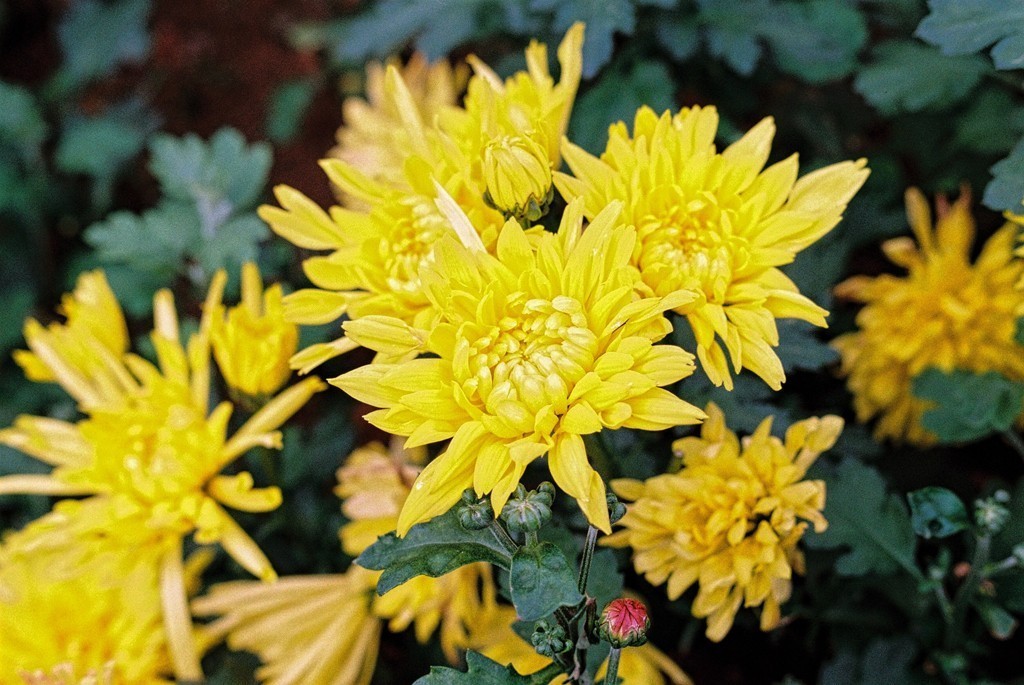 八十年代的宾得胶片机试片