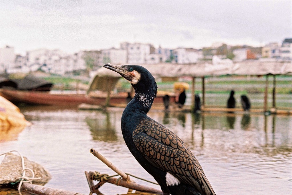 八十年代的宾得胶片机试片