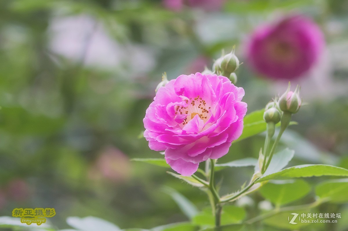 #佳能EOS M100-小清新# --初夏的蔷薇花--