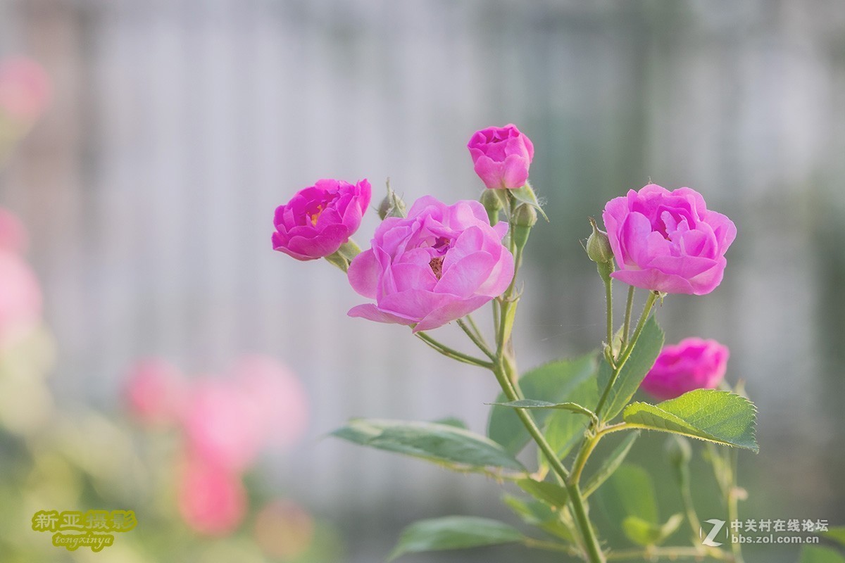 #佳能EOS M100-小清新# --初夏的蔷薇花--