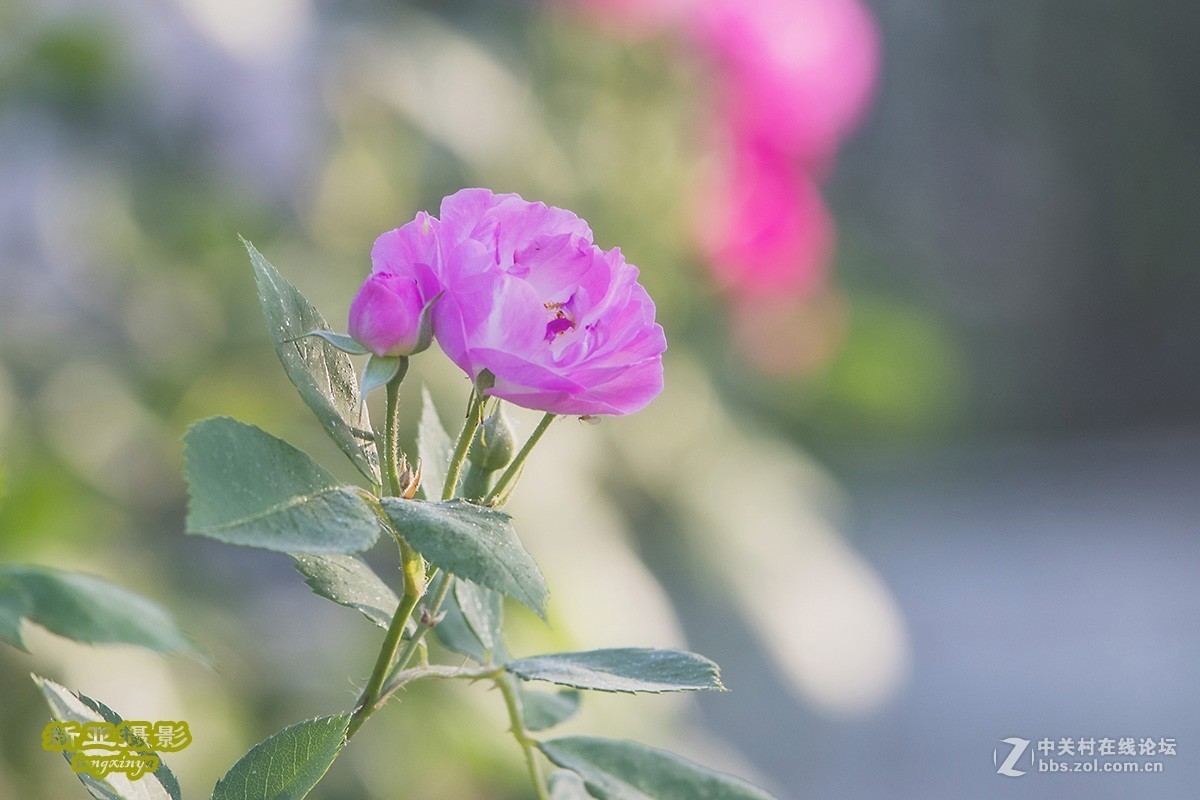 #佳能EOS M100-小清新# --初夏的蔷薇花--