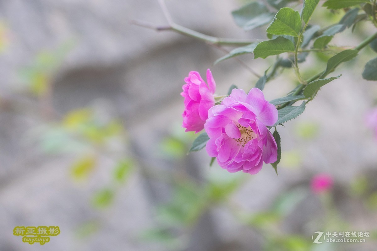 #佳能EOS M100-小清新# --初夏的蔷薇花--