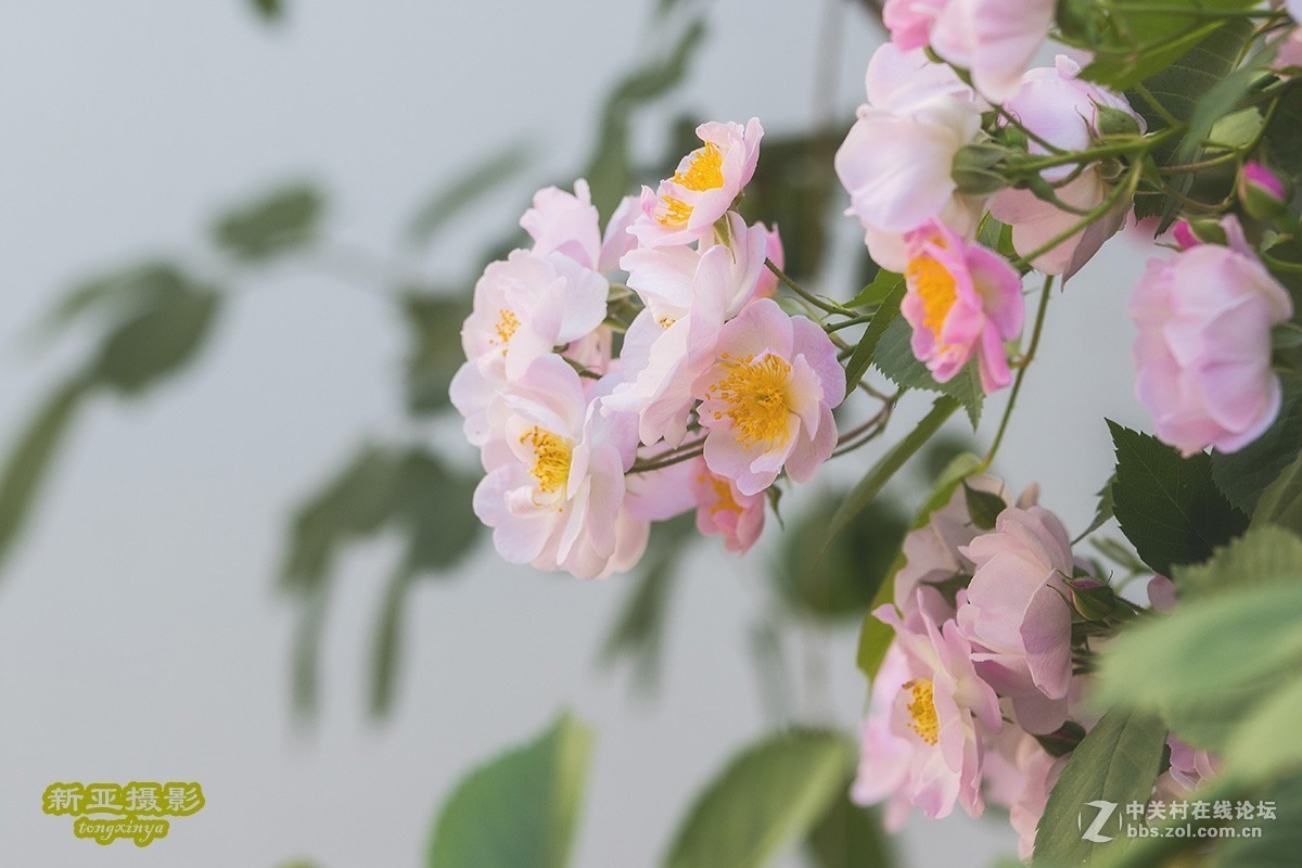 #佳能EOS M100-小清新# --初夏的蔷薇花--