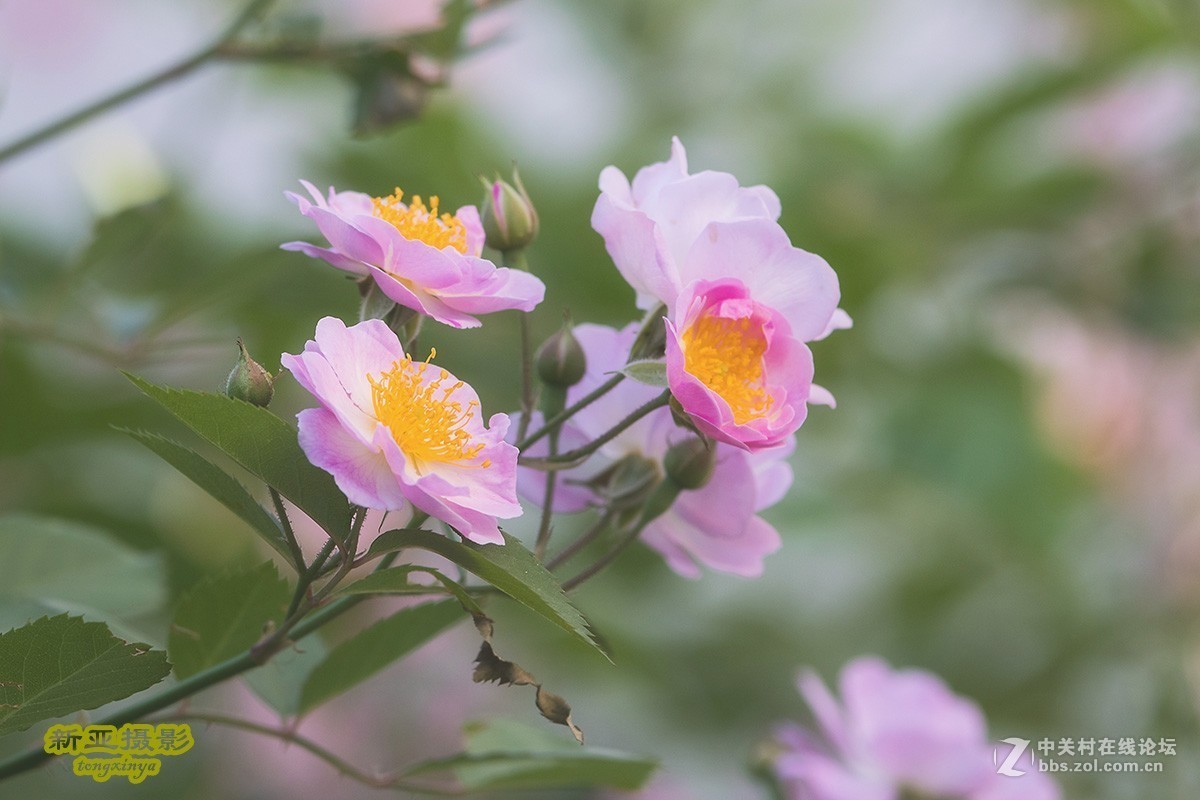 #佳能EOS M100-小清新# --初夏的蔷薇花--