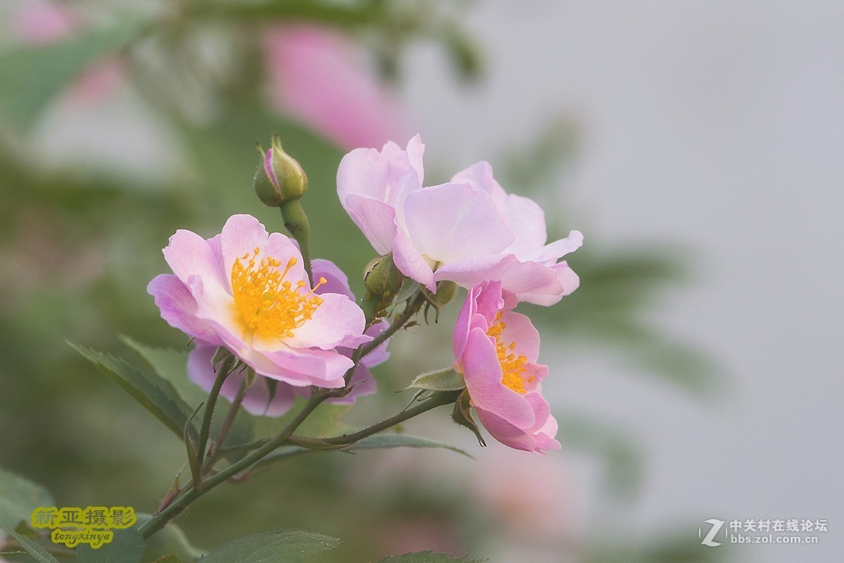 #佳能EOS M100-小清新# --初夏的蔷薇花--