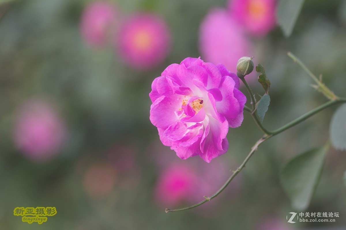 #佳能EOS M100-小清新# --初夏的蔷薇花--