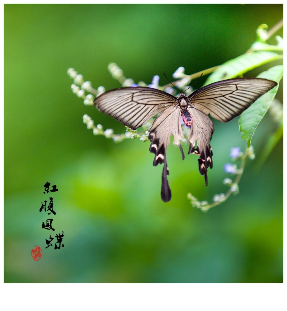 红腹凤蝶