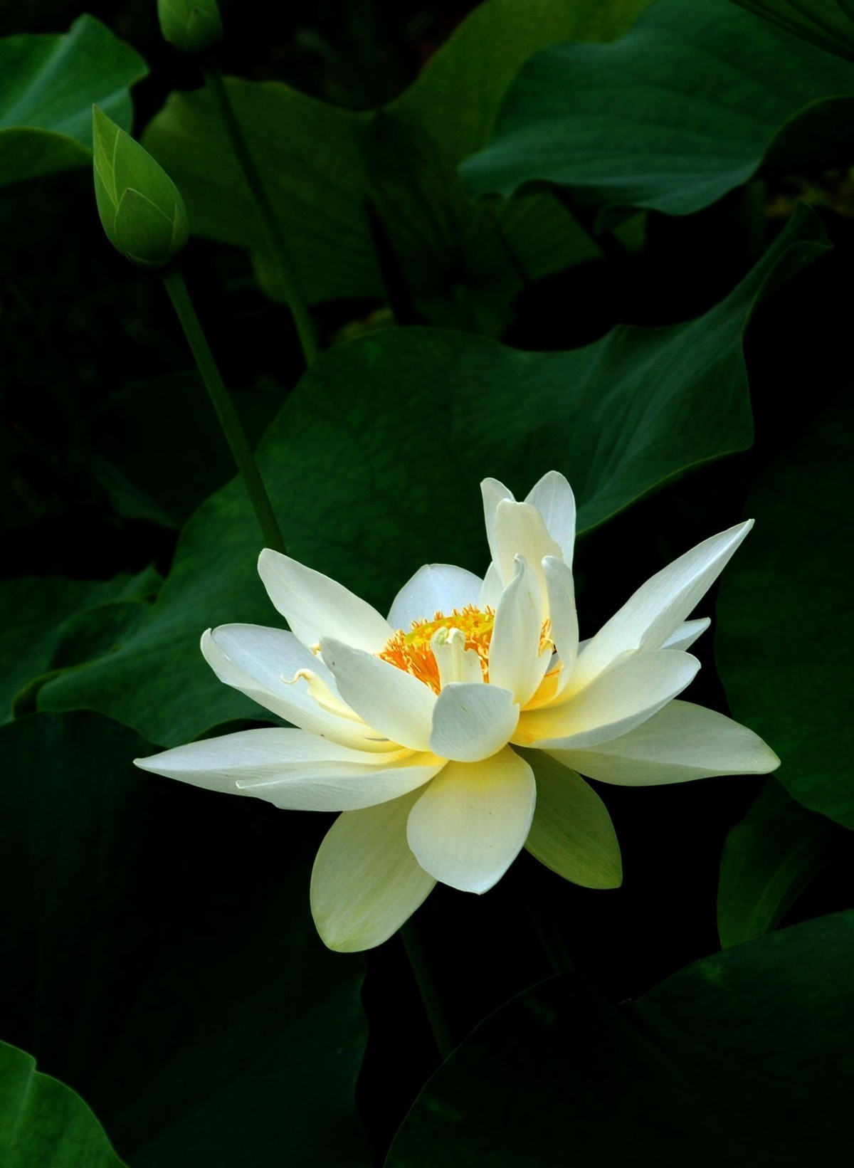 《荷》