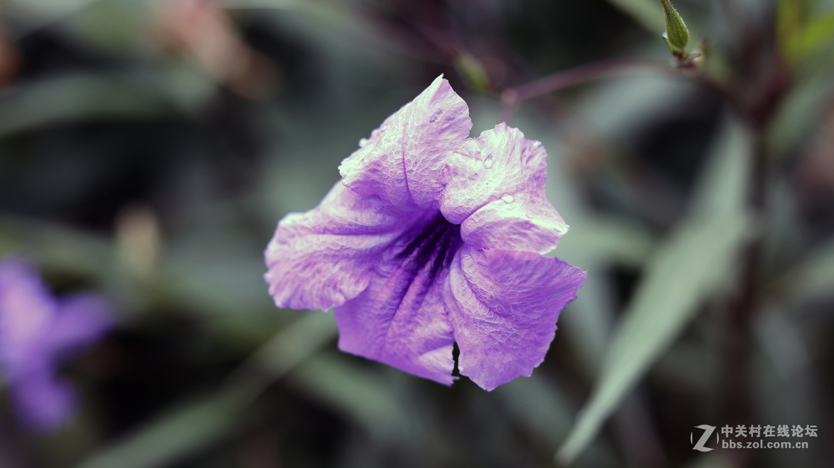 新手试机，佳能750D  镜头 小痰盂 EF 50mm F/1.8 STM