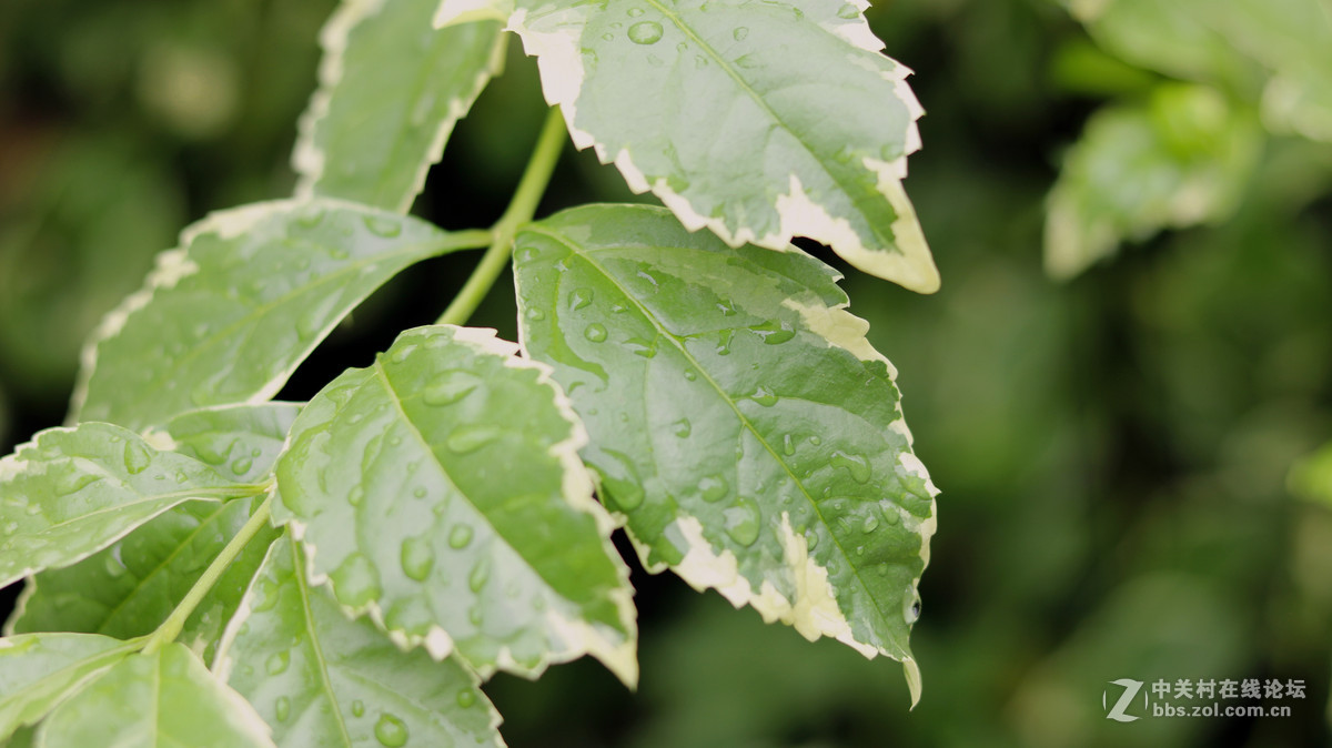 新手试机，佳能750D  镜头 小痰盂 EF 50mm F/1.8 STM