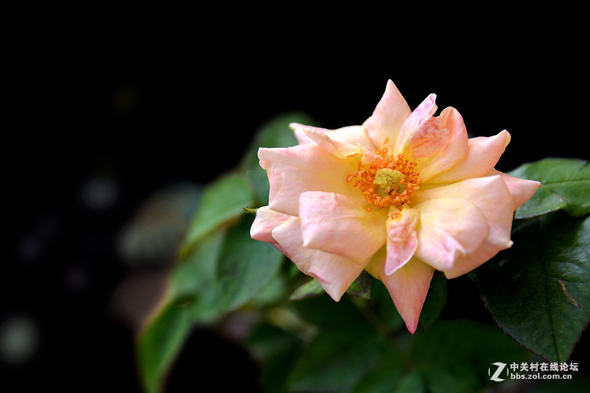 #版主坐堂#小五星空(中国)2016年2月精品荟萃