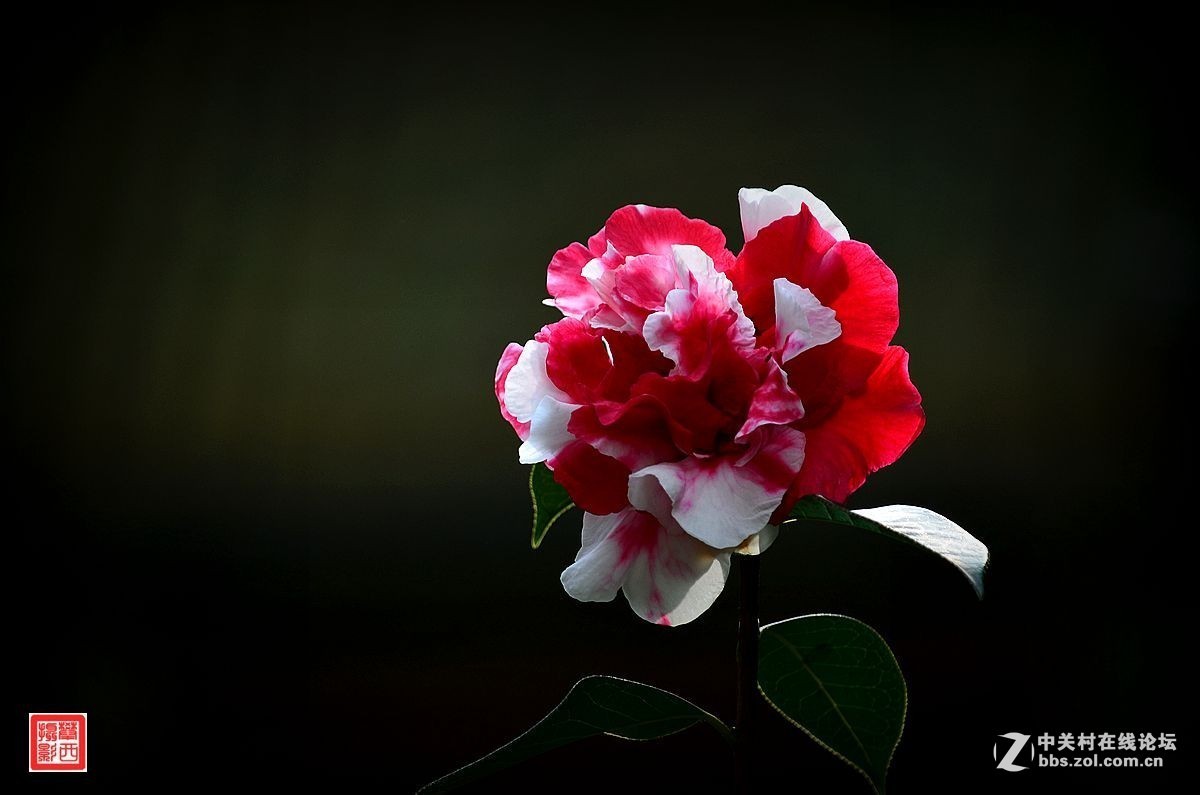 #版主坐堂#小五星空(中国)2016年2月精品荟萃