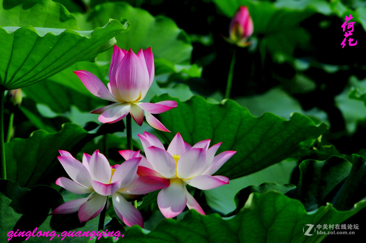 尼康荷花摄影，