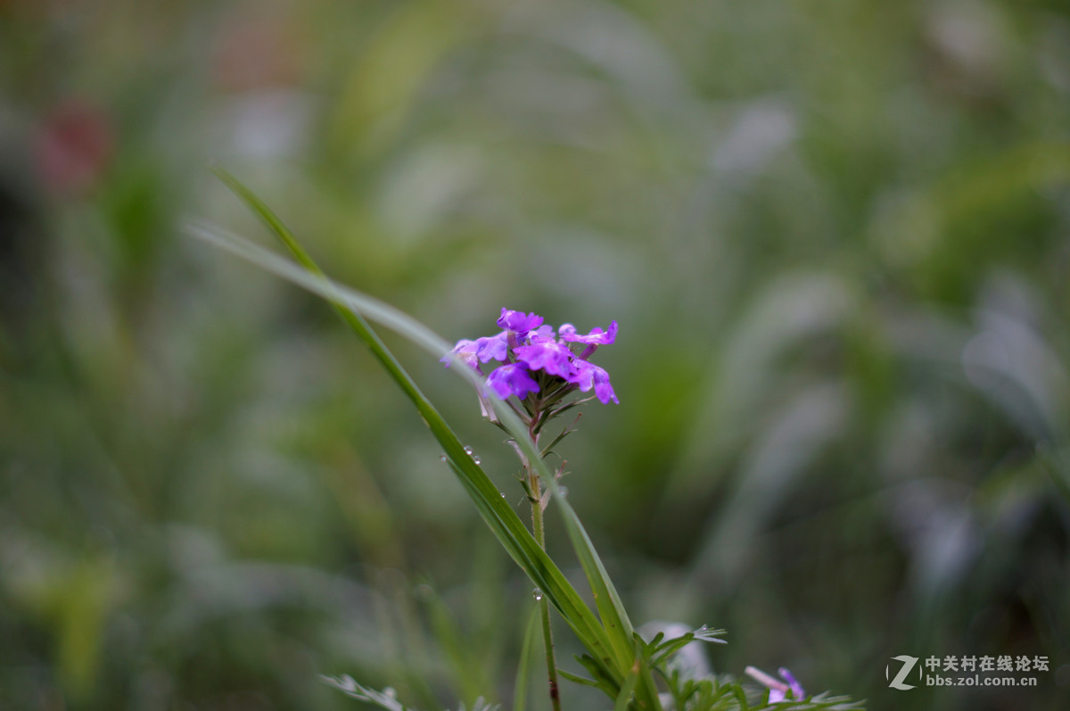 公园湿地上的小花小草（手动头对焦练习）