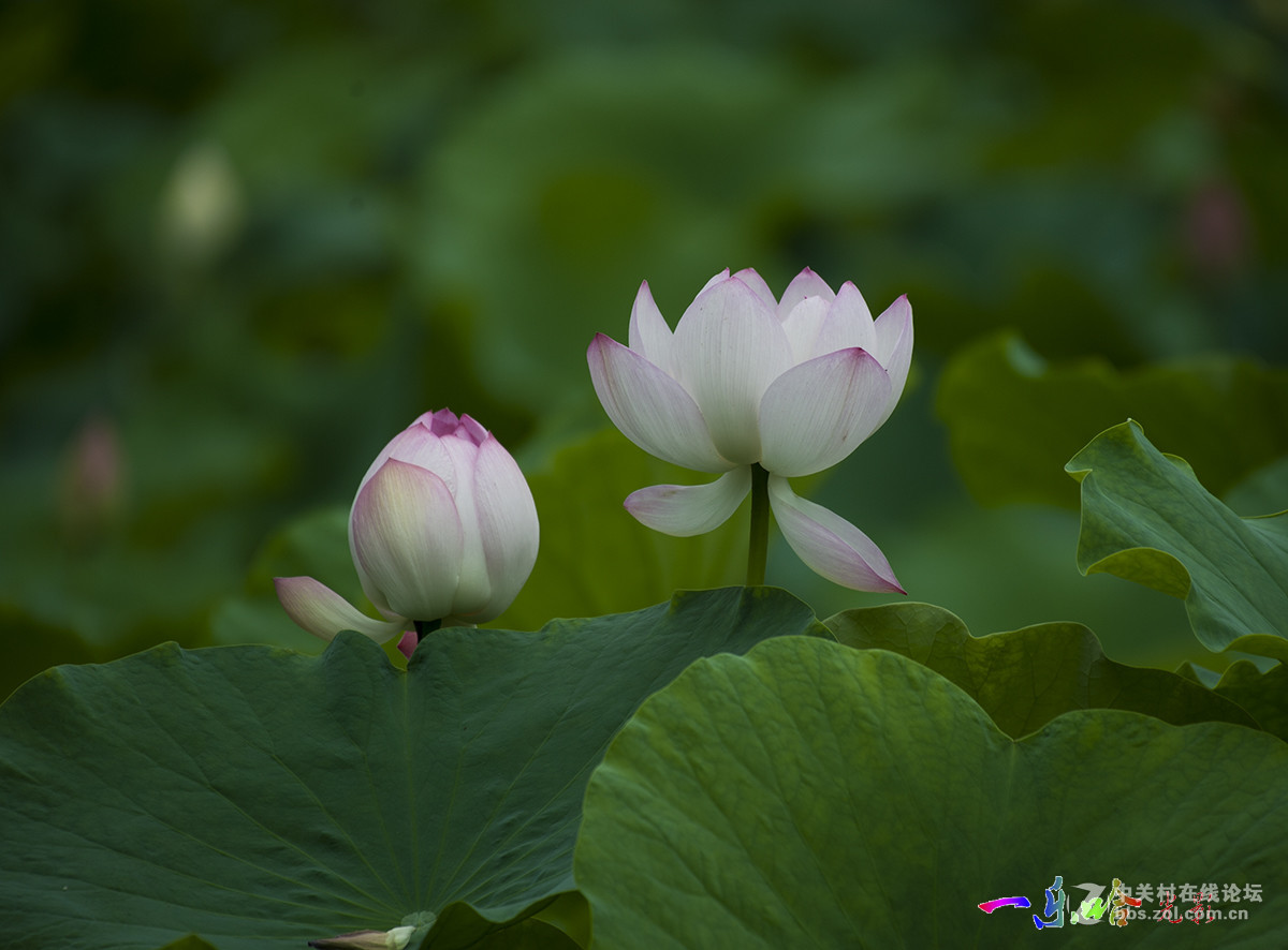 【一乐哈光影】荷之娇