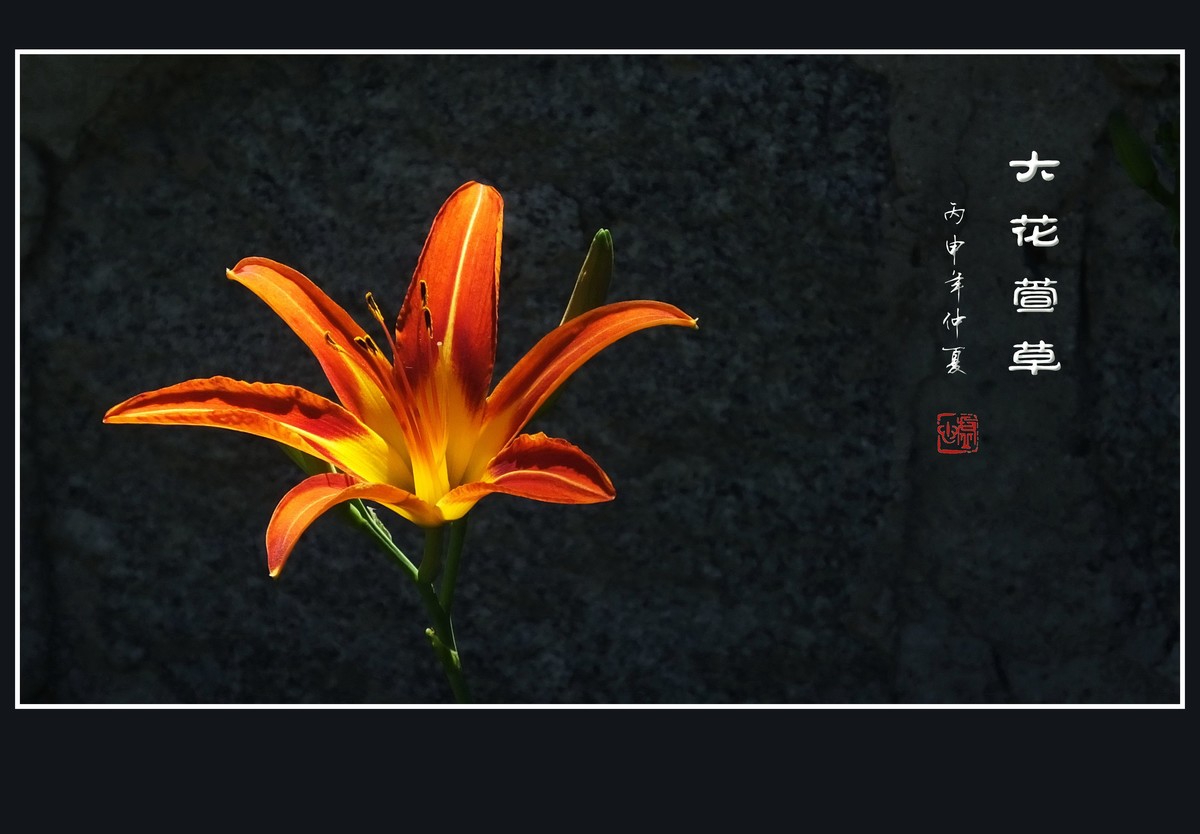 忘忧的大花萱草