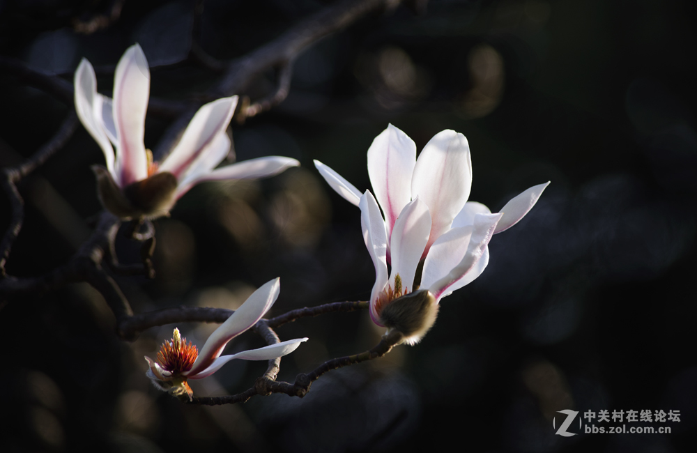 几张春花:玉兰、梅花