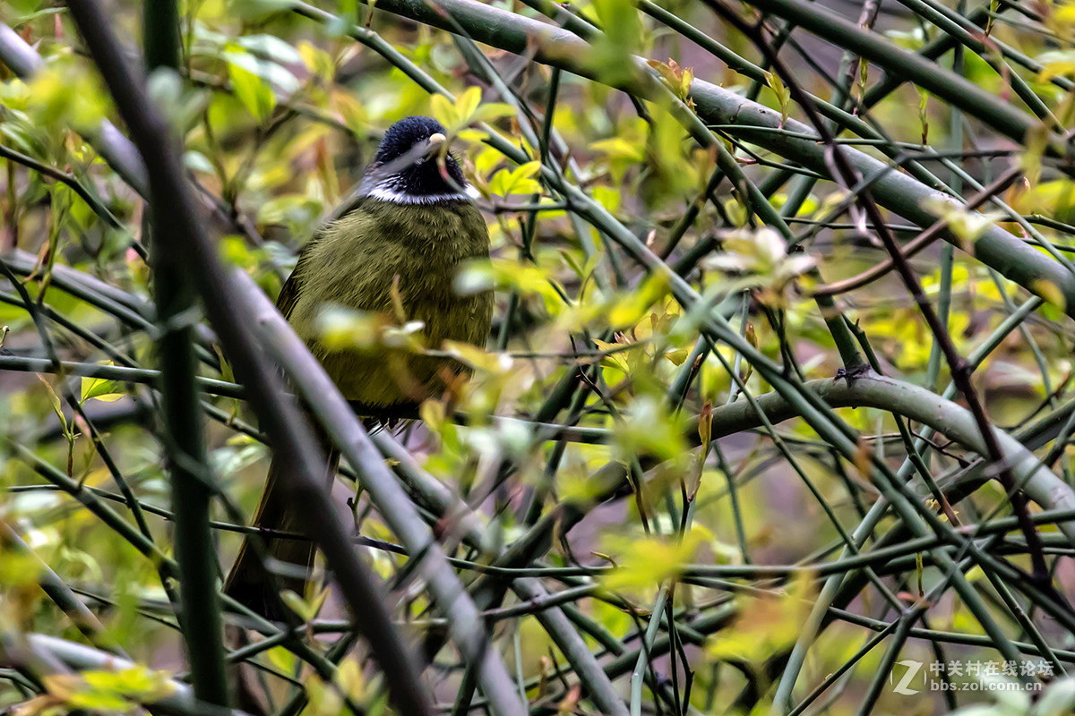 #佳能月赛-与佳能一起去踏青#+龙潭大峡谷寻春（2）